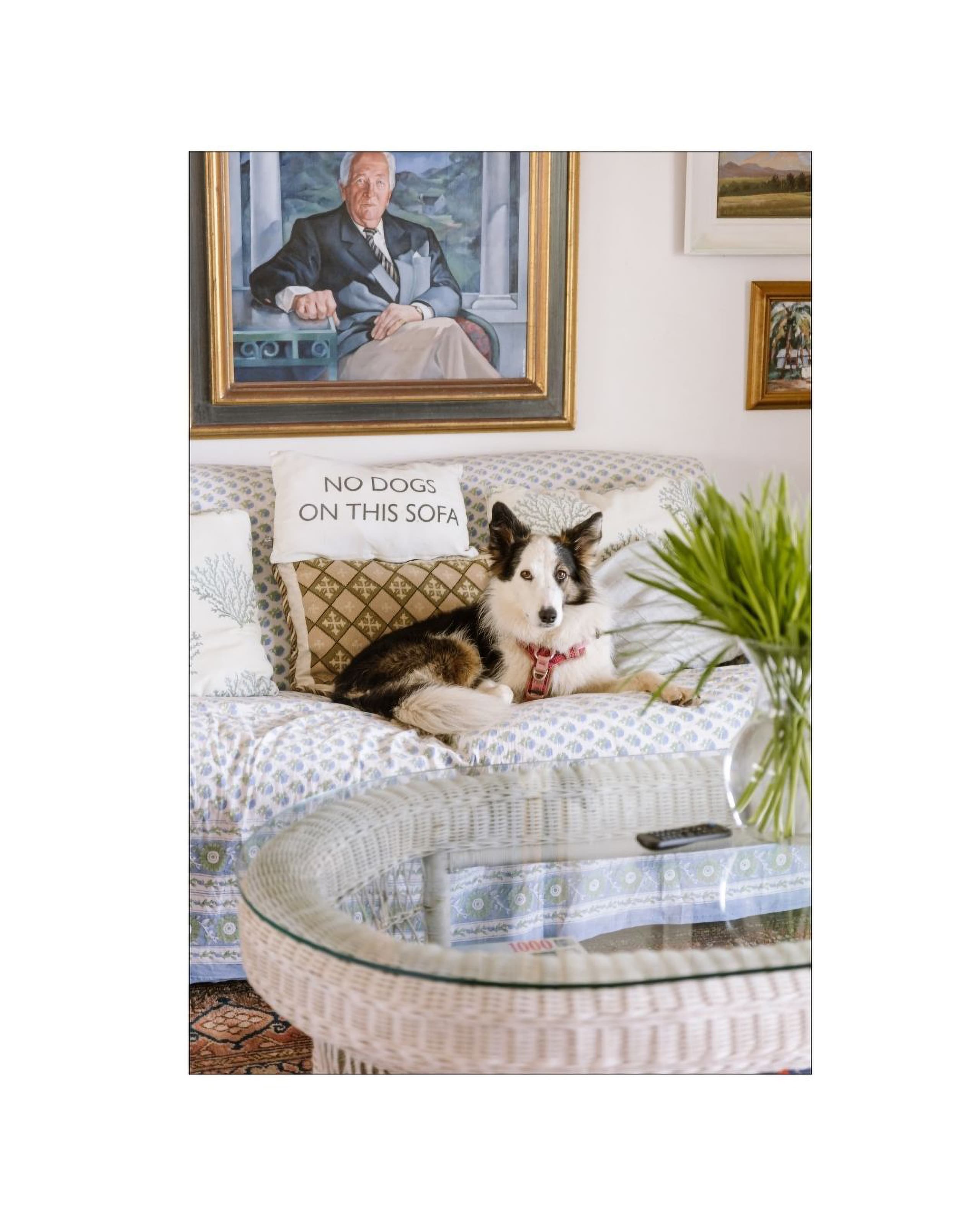 A black and white dog sitting on a patterned sofa beneath framed artwork